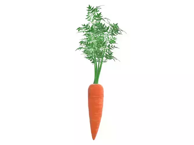 carrot 02 3D model