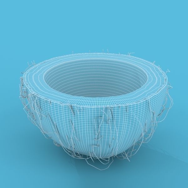 Coconut Half 3D model_10