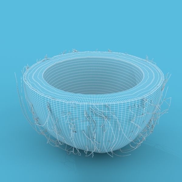Coconut Half 3D model_2