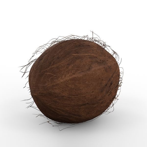 Coconut 3D model_13