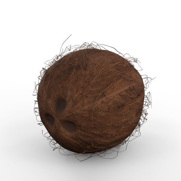 Coconut 3D model_5