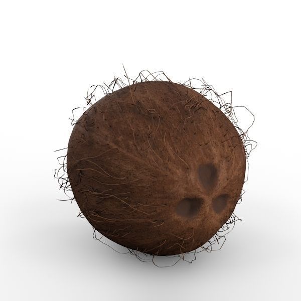 Coconut 3D model_3