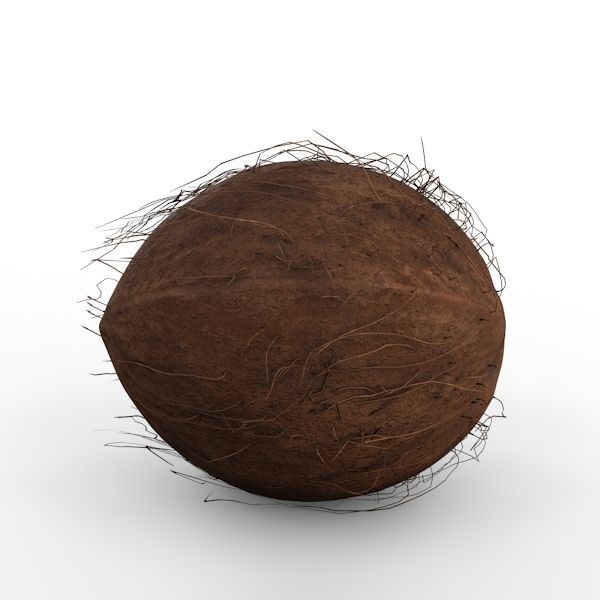Coconut 3D model_1
