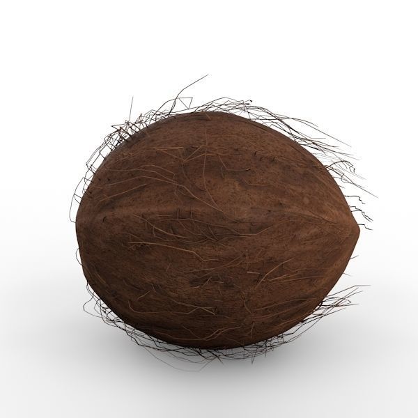Coconut 3D model_7