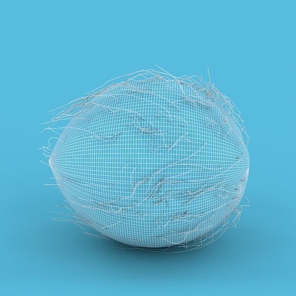 Coconut 3D model_2