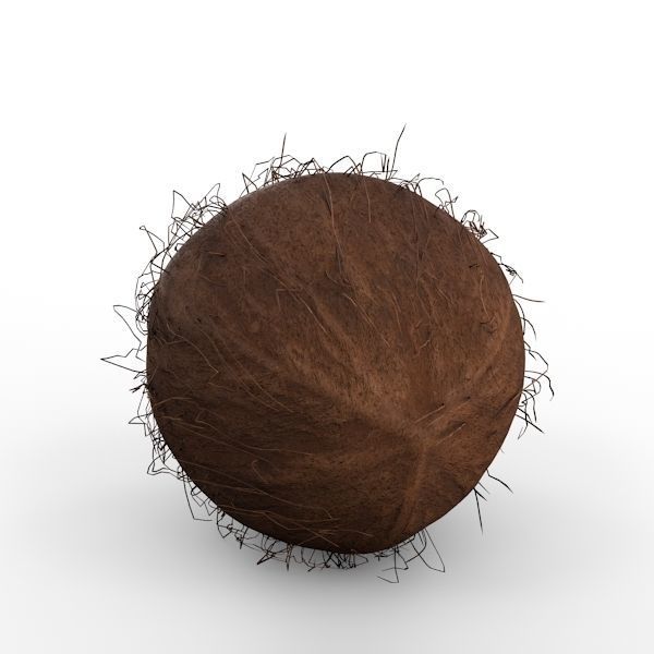 Coconut 3D model_9