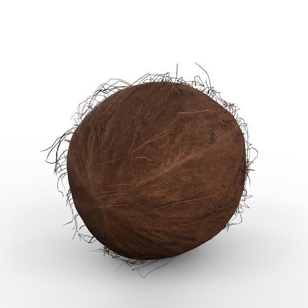 Coconut 3D model_11