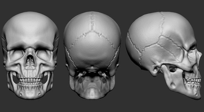 Skull 3D model