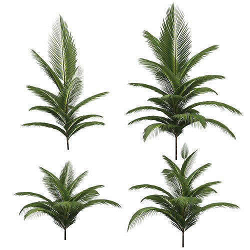 Palm trees - 4 models Low-poly 3D model