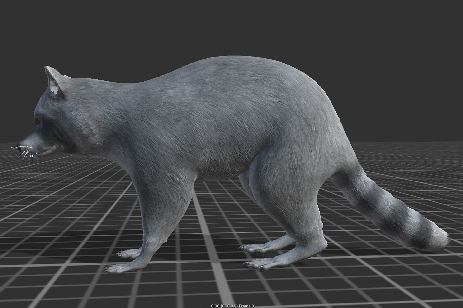 Raccoon Low-poly 3D model_2