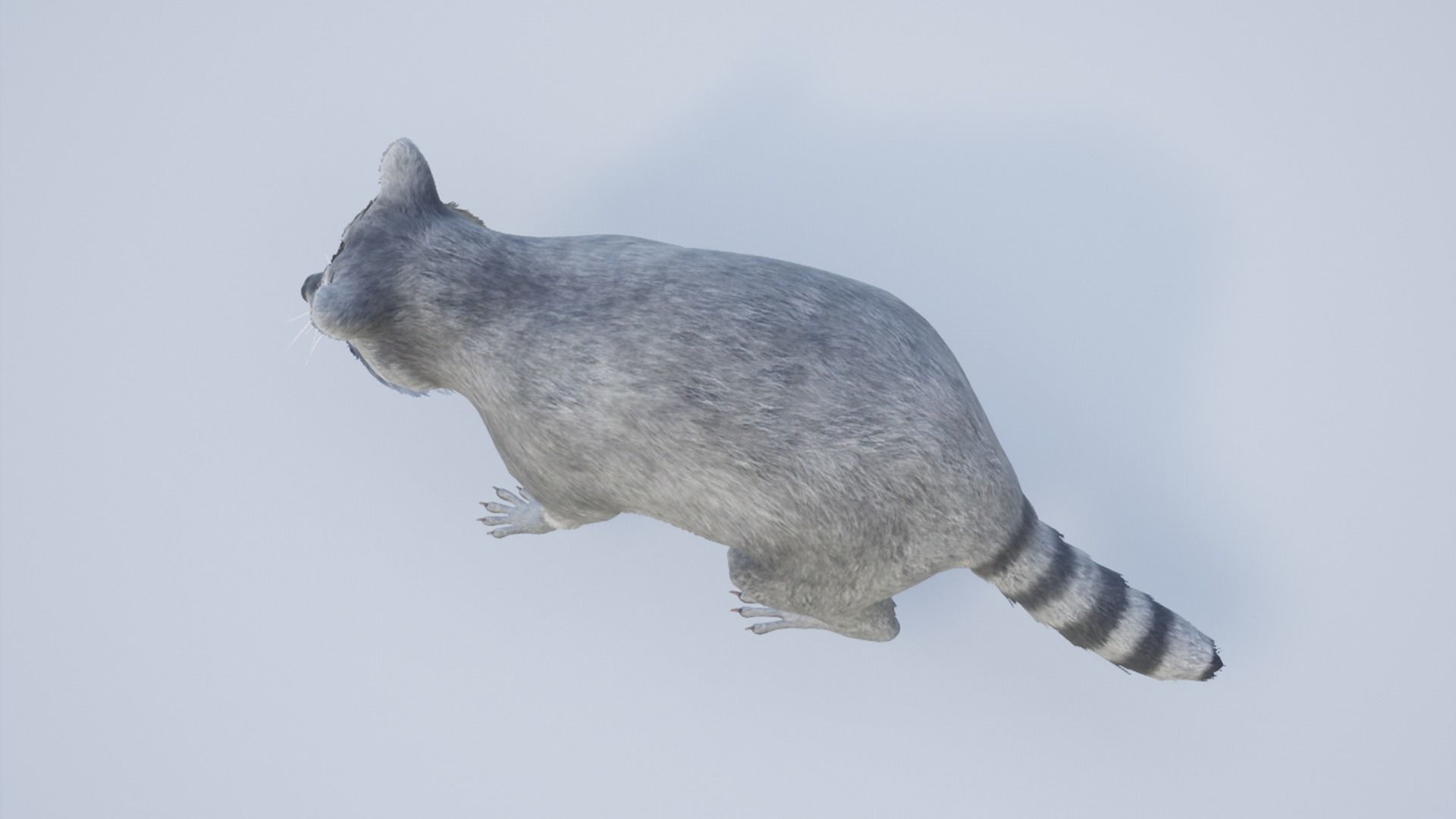 Raccoon Low-poly 3D model_10