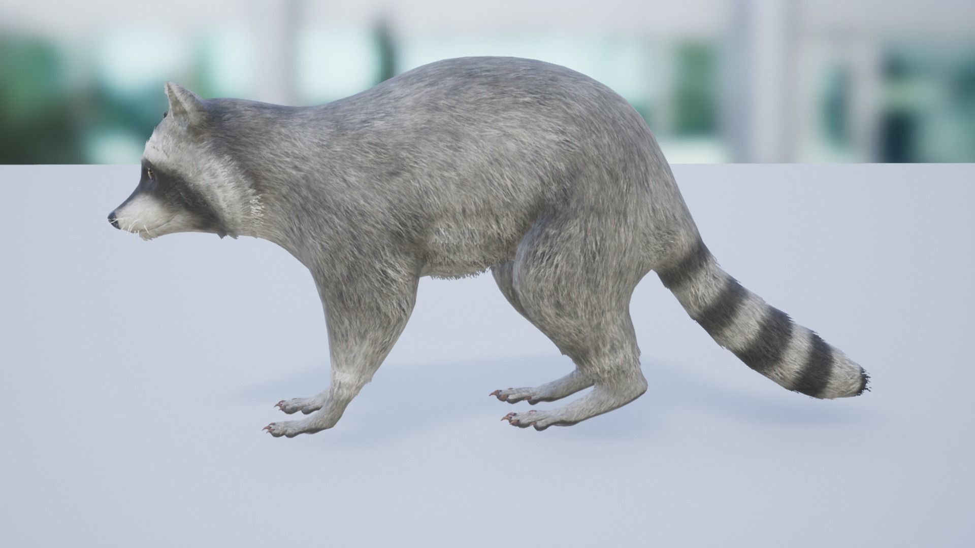 Raccoon Low-poly 3D model_8