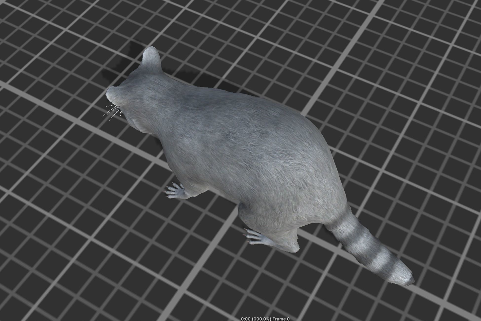 Raccoon Low-poly 3D model_4