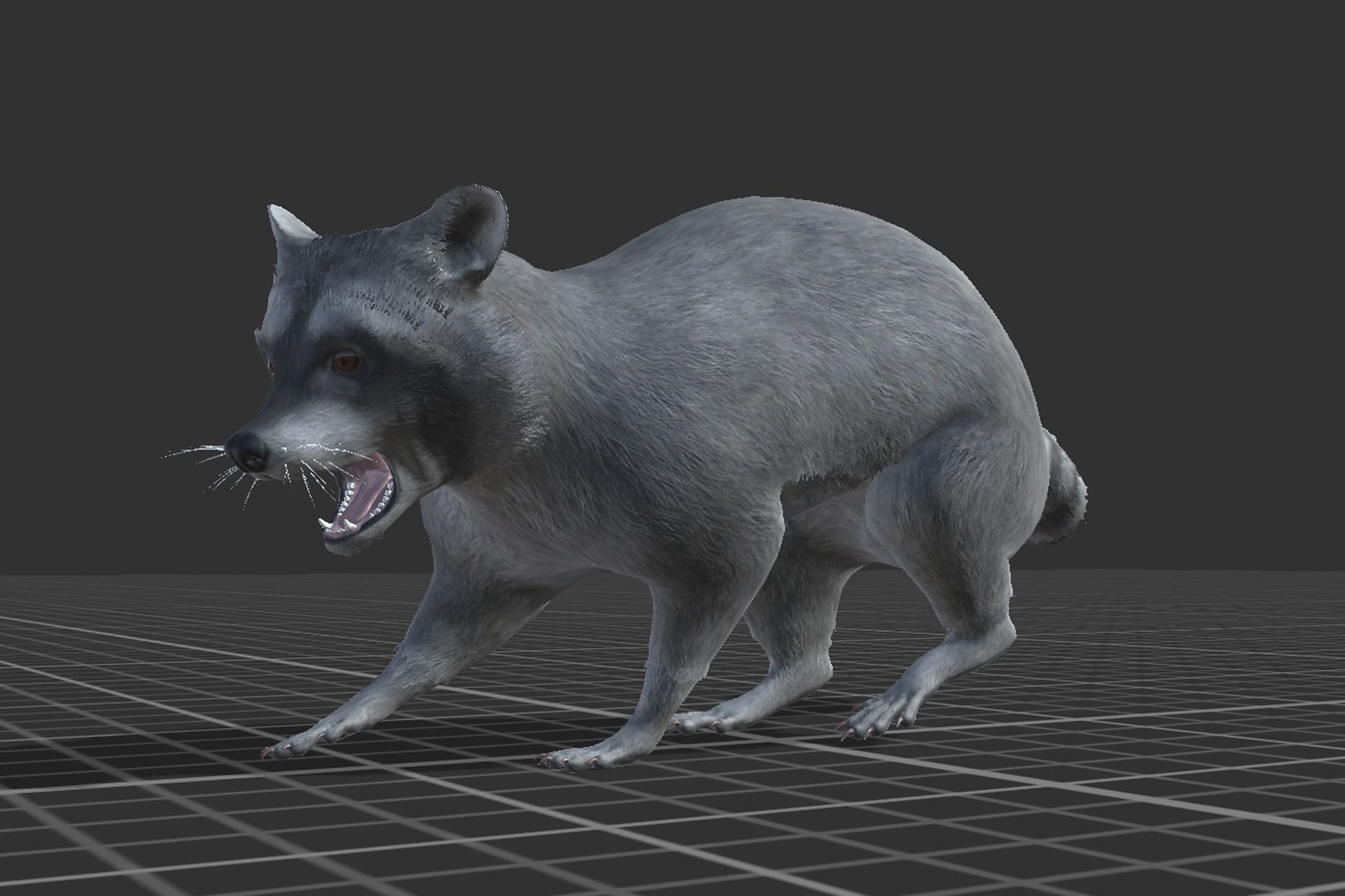 Raccoon Low-poly 3D model_6