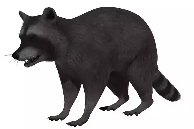 Raccoon Low-poly 3D model