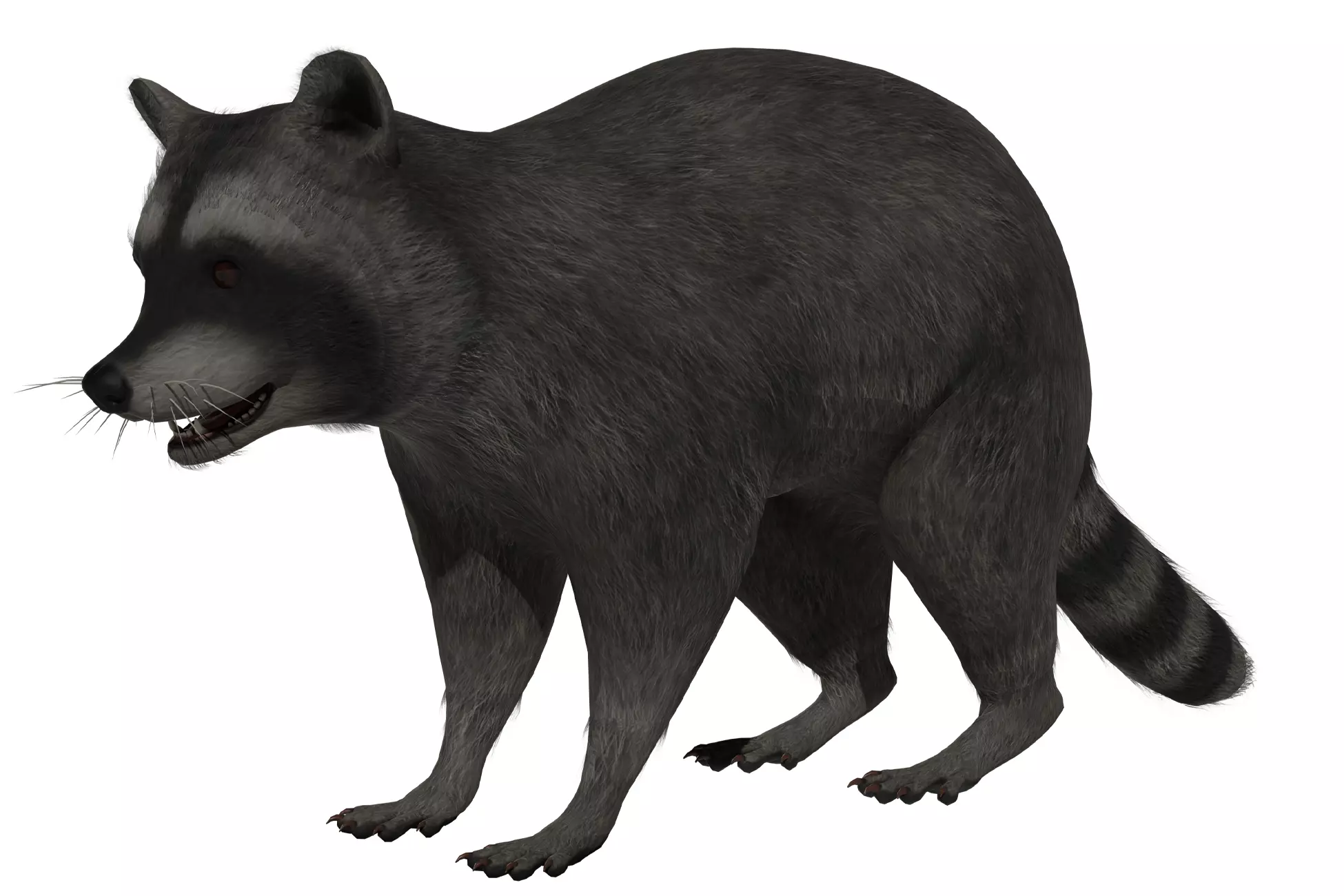 Raccoon Low-poly 3D model_0