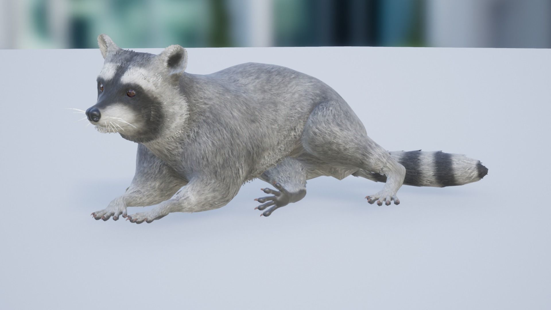 Raccoon Low-poly 3D model_13
