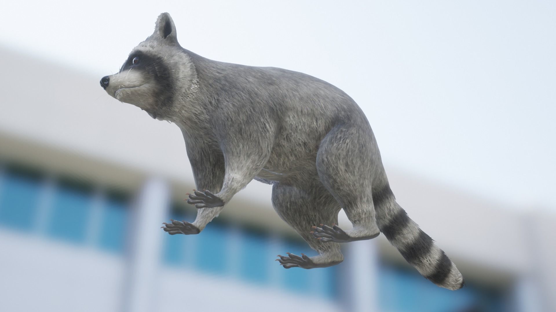 Raccoon Low-poly 3D model_11