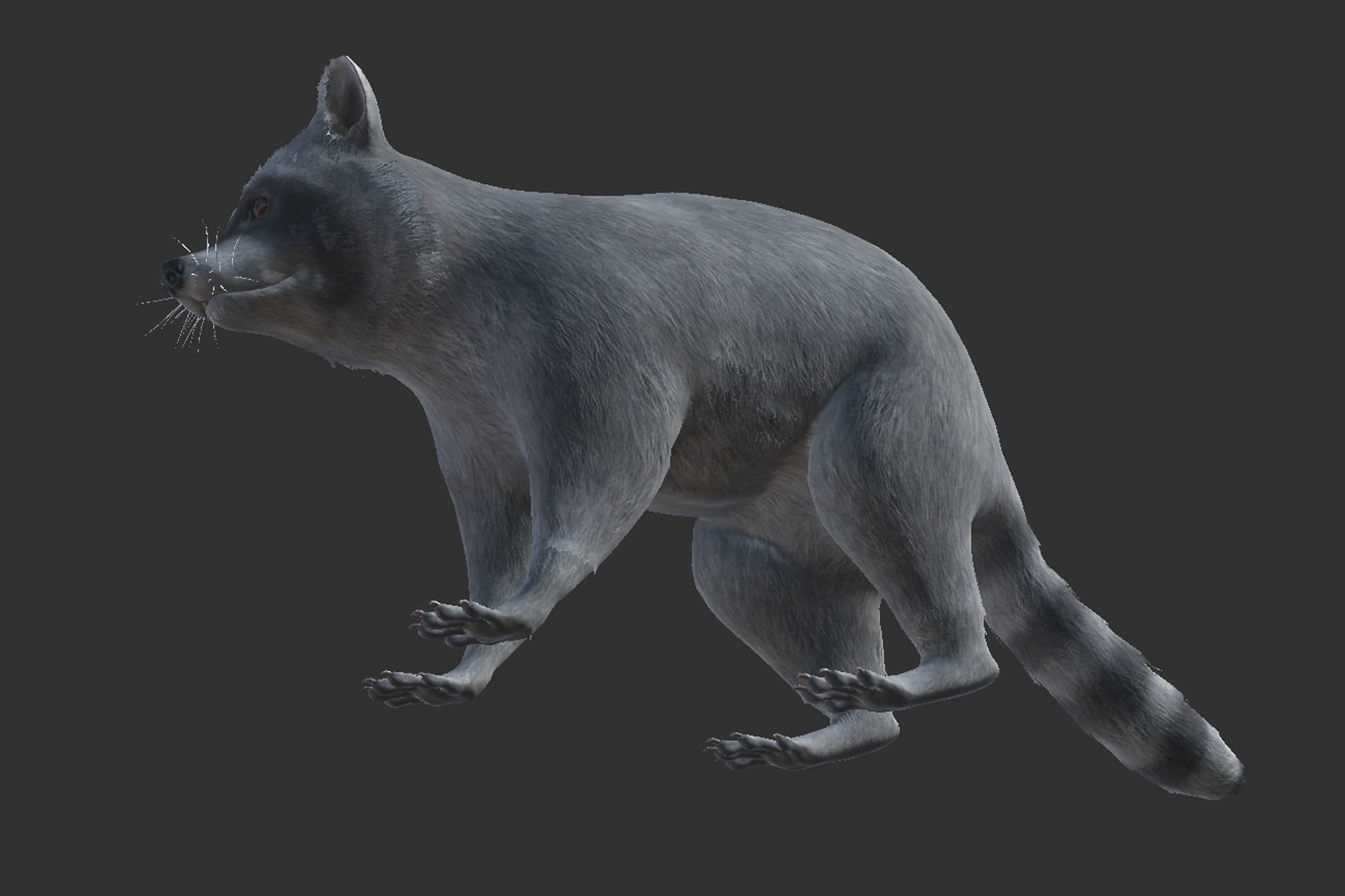 Raccoon Low-poly 3D model_5
