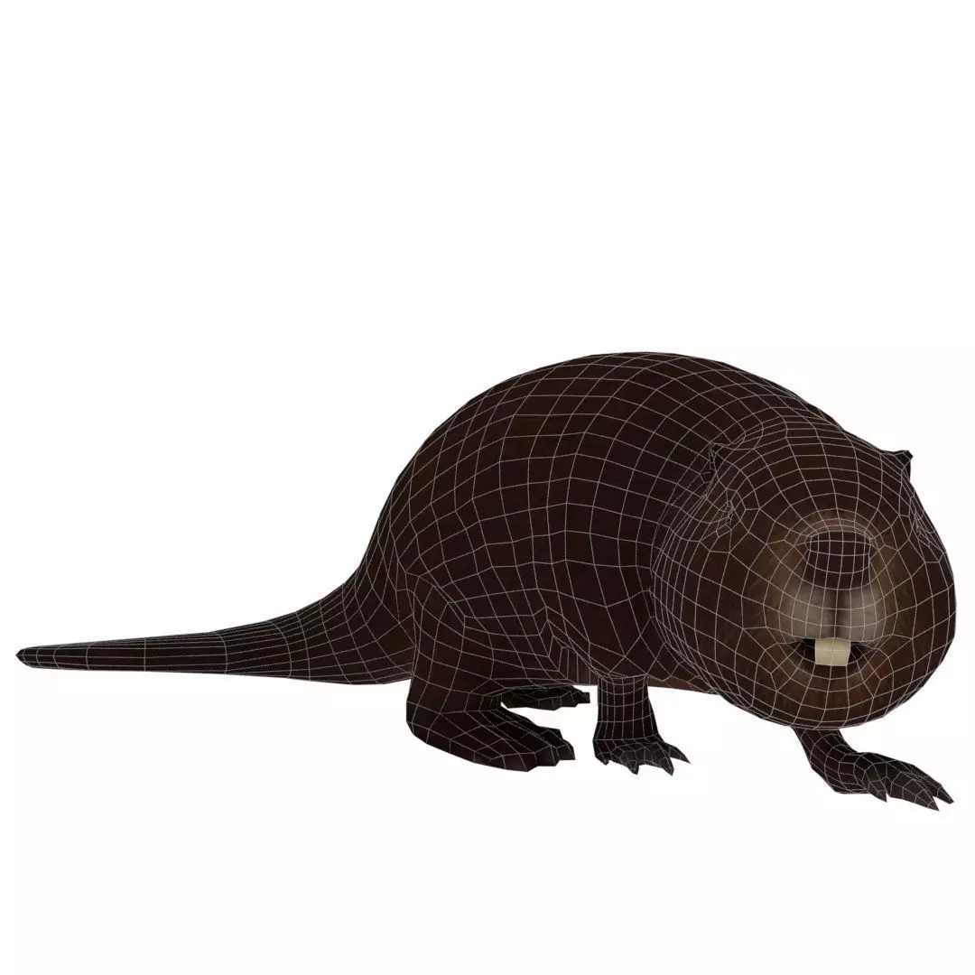 Beaver001 beaver Low-poly 3D model_0