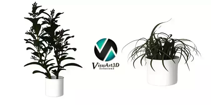 Houseplant Collection 5 air plant in pot