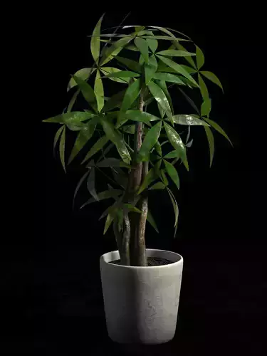 Pachira Money tree in pot