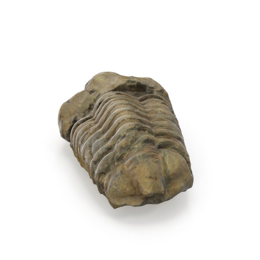 Trilobite - Fossil 02 - Low and High Poly versions 3D model_2