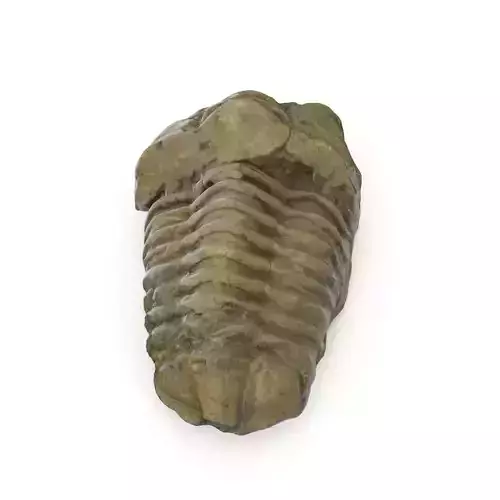 Trilobite - Fossil 02 - Low and High Poly versions