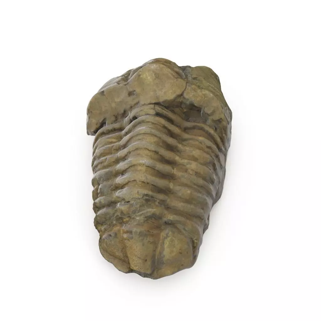 Trilobite - Fossil 02 - Low and High Poly versions 3D model_0