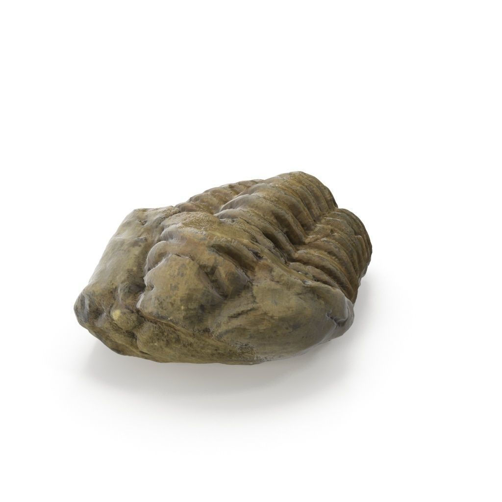 Trilobite - Fossil 02 - Low and High Poly versions 3D model_5