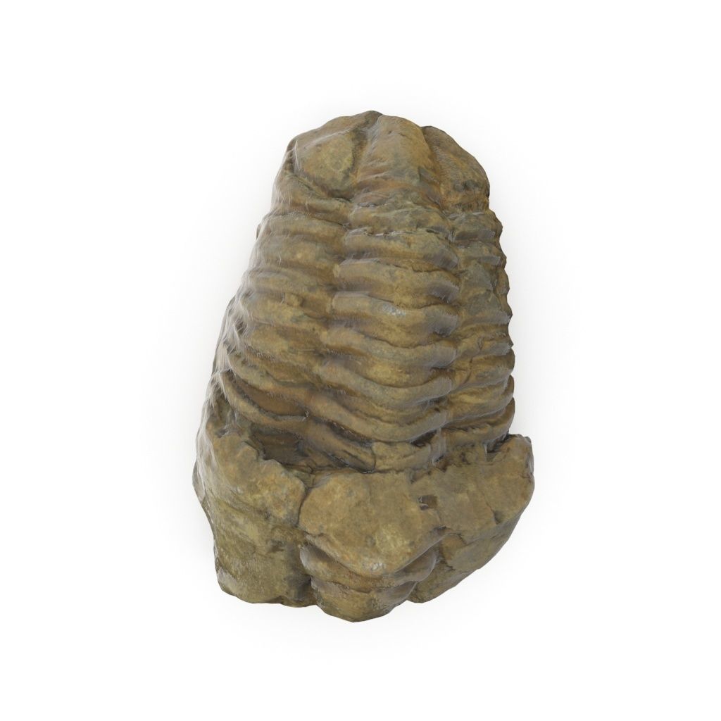 Trilobite - Fossil 02 - Low and High Poly versions 3D model_3