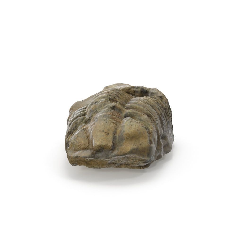 Trilobite - Fossil 02 - Low and High Poly versions 3D model_6