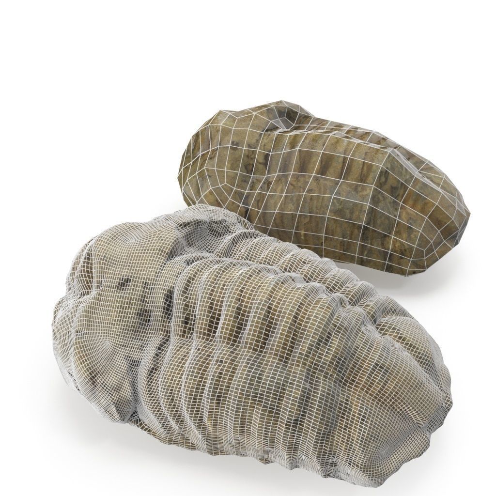 Trilobite - Fossil 02 - Low and High Poly versions 3D model_1
