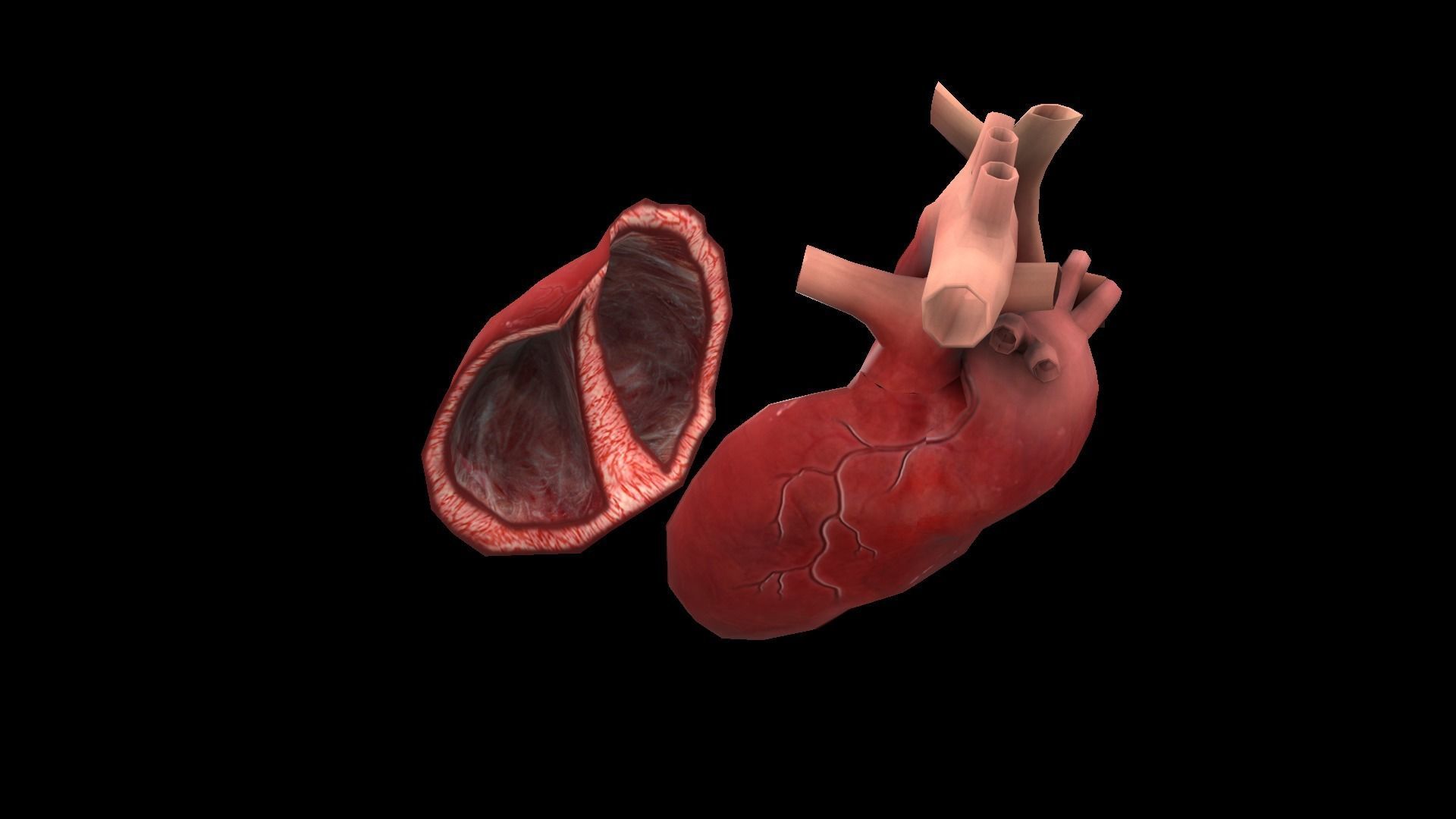 Heart Medical Science Low-poly 3D model_1