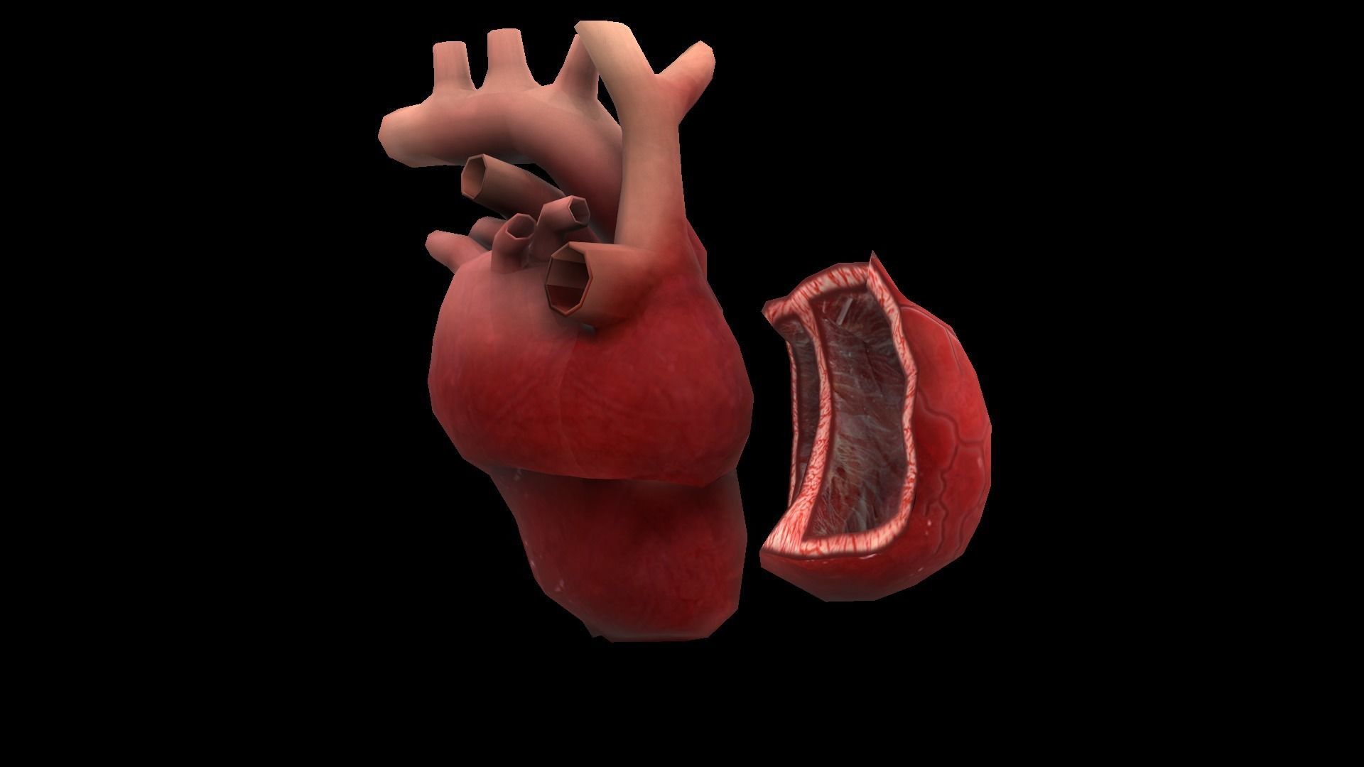Heart Medical Science Low-poly 3D model_2