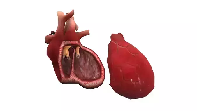 Heart Medical Science Low-poly 3D model