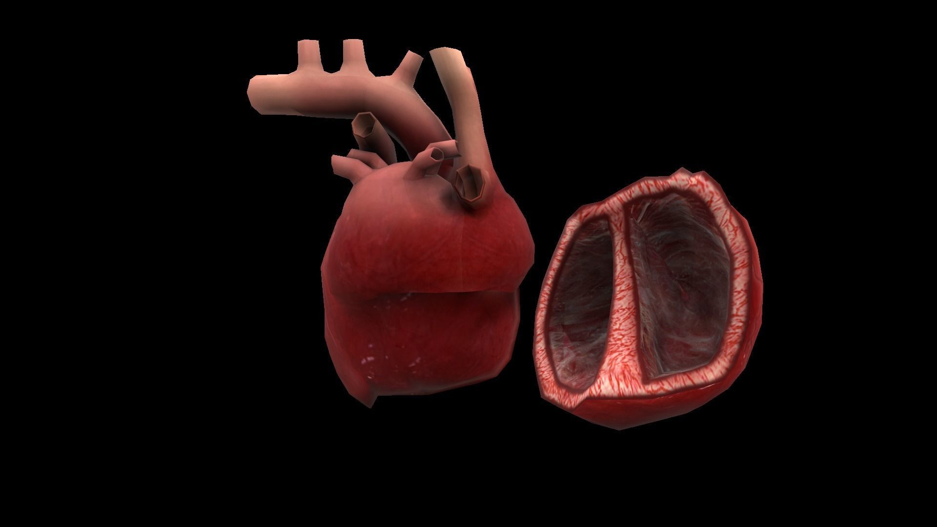 Heart Medical Science Low-poly 3D model_8