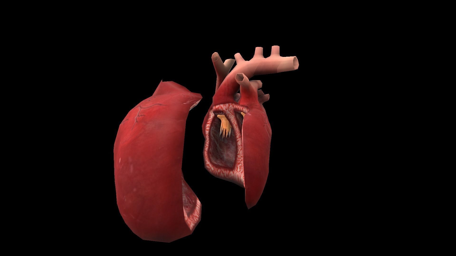 Heart Medical Science Low-poly 3D model_3