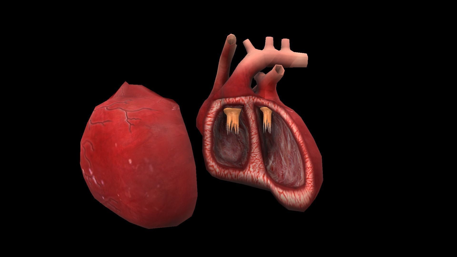 Heart Medical Science Low-poly 3D model_7