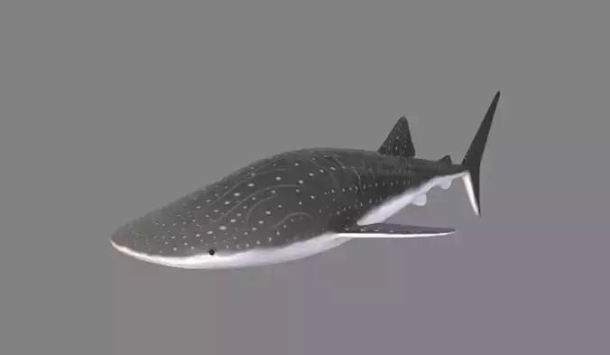 Whale Shark