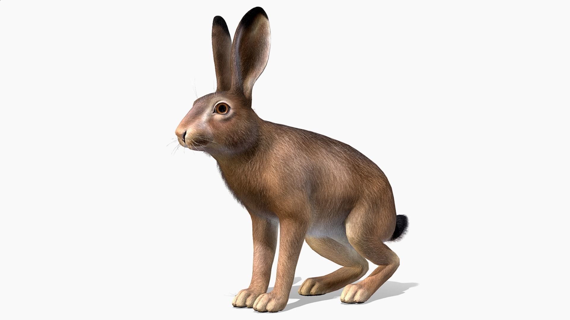 HARE FAMILY Low-poly 3D model_9