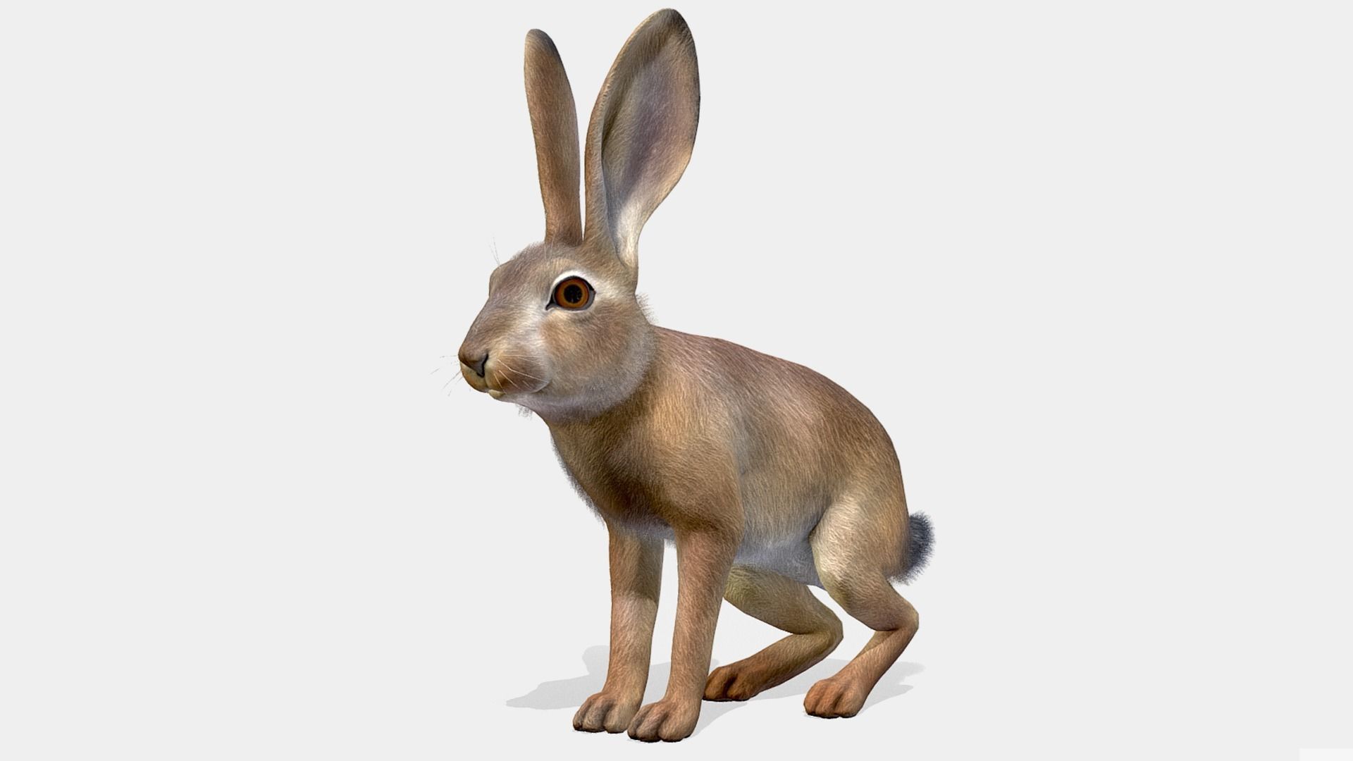 HARE FAMILY Low-poly 3D model_17