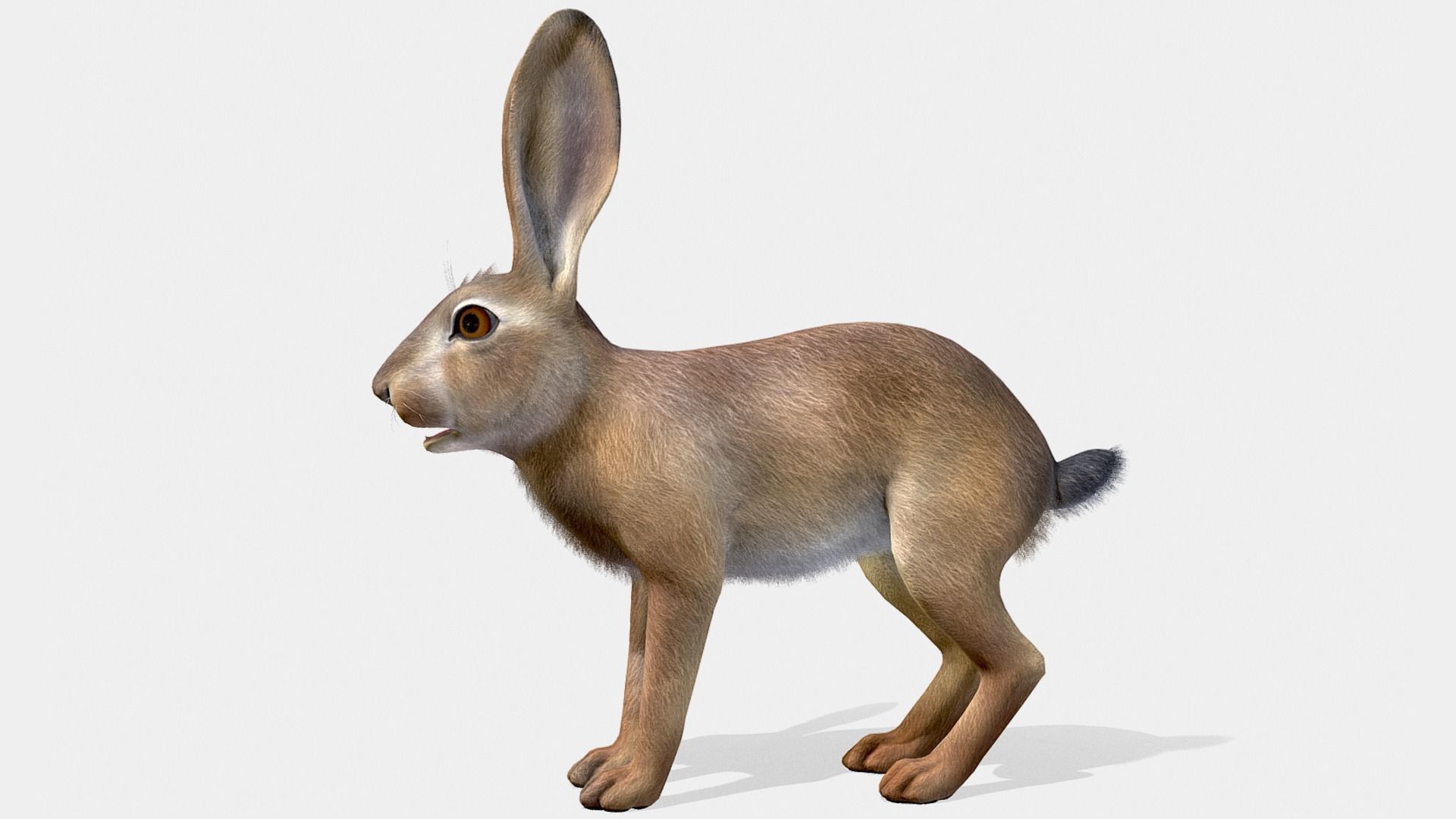 HARE FAMILY Low-poly 3D model_18