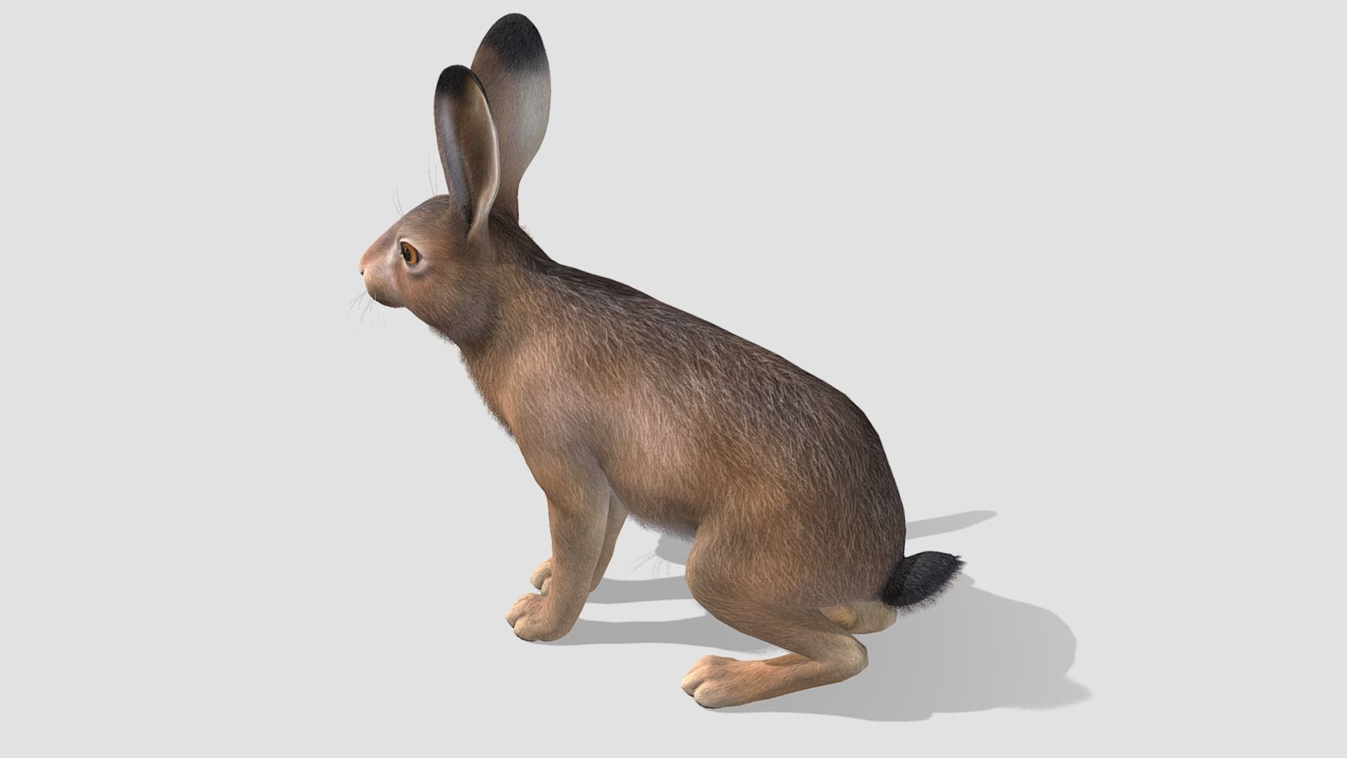 HARE FAMILY Low-poly 3D model_12