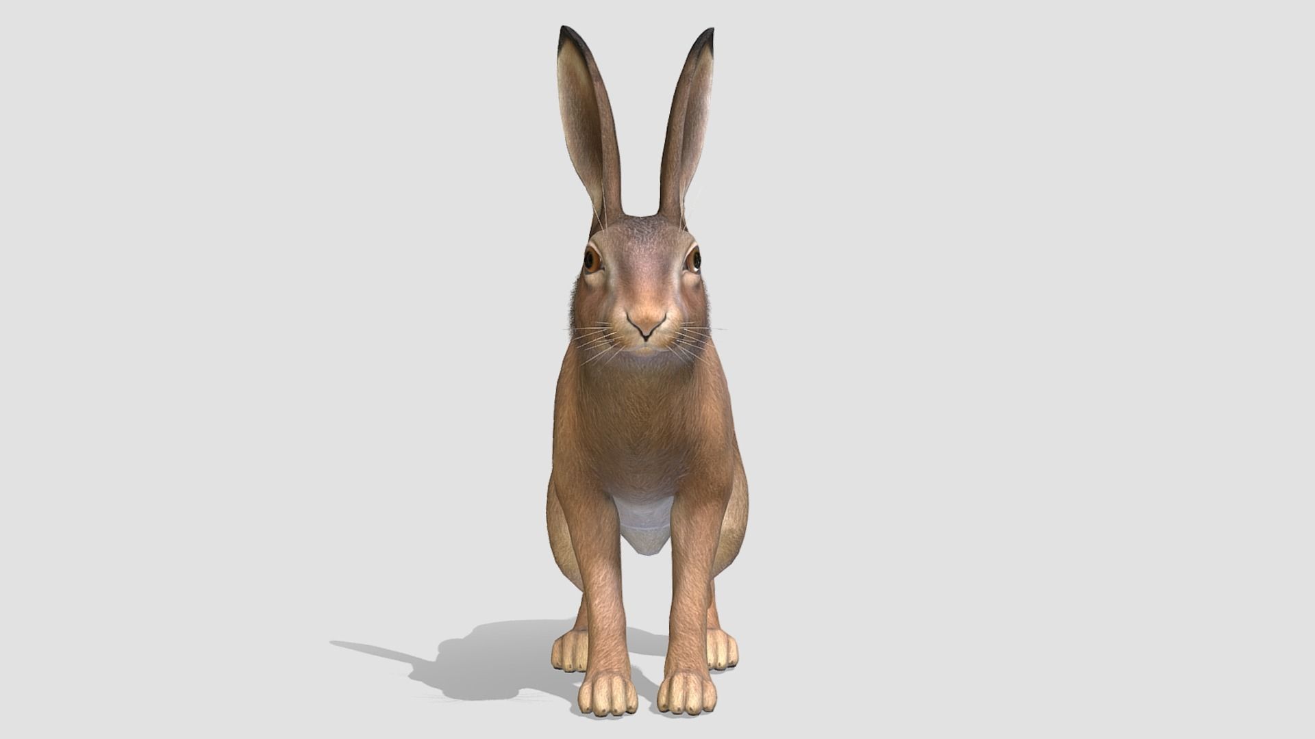 HARE FAMILY Low-poly 3D model_11