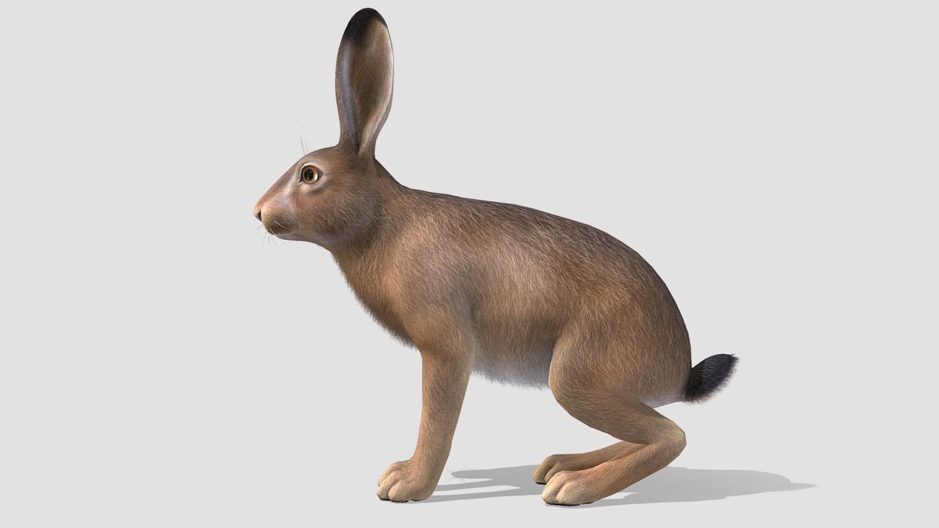 HARE FAMILY Low-poly 3D model_10