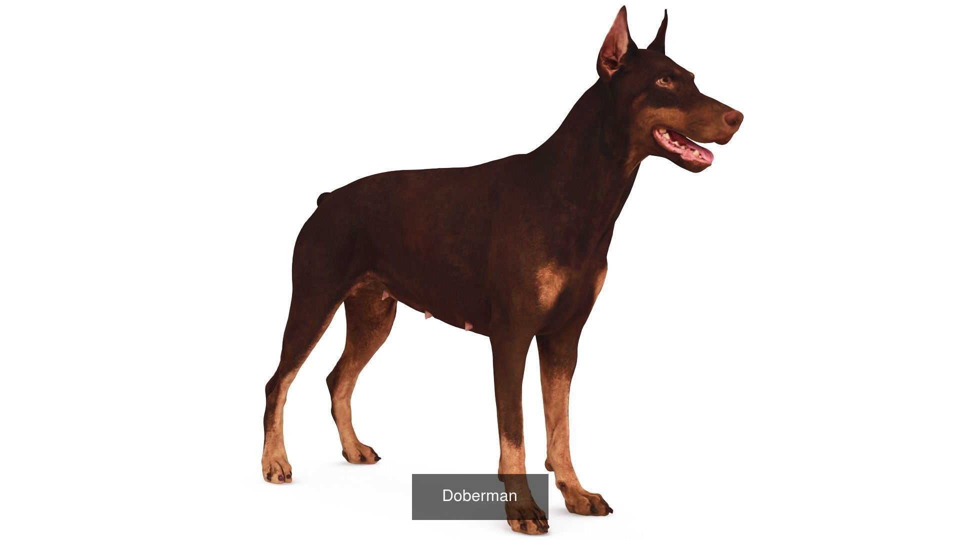 Scanned Dog Collection x13 _8