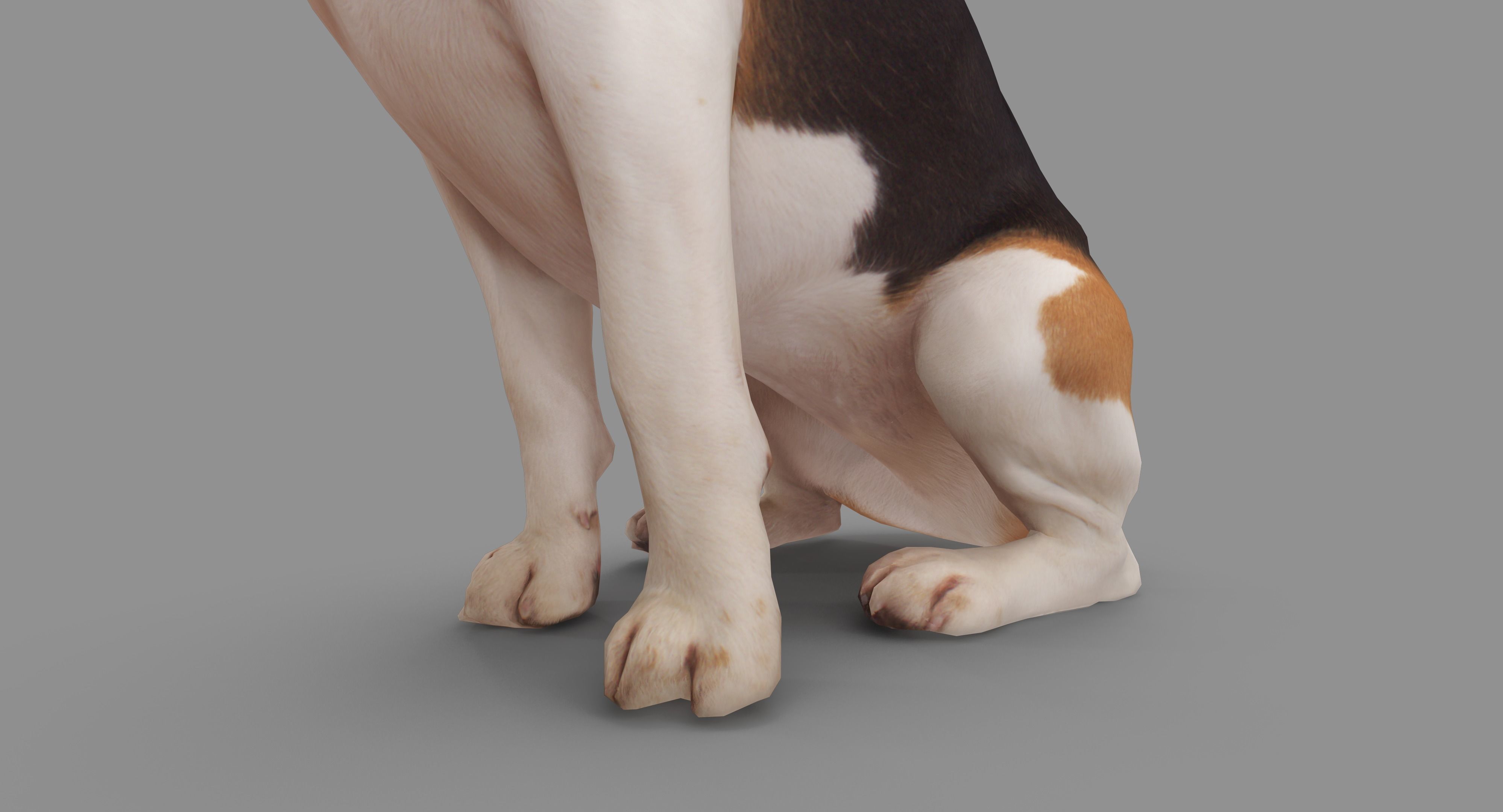 Scanned Dog Collection x13 _75