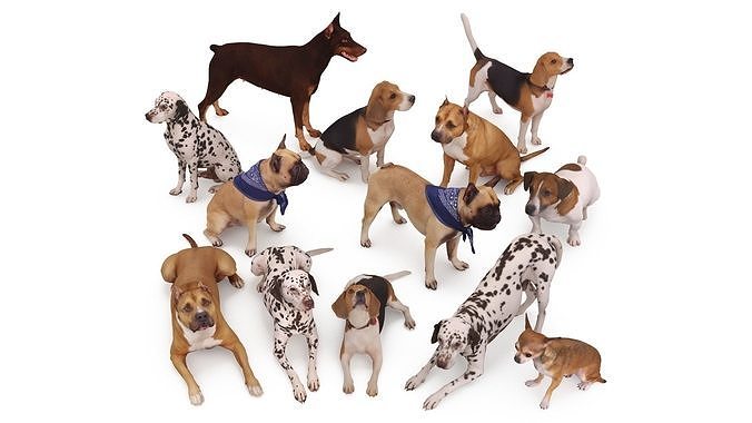 Scanned Dog Collection x13 