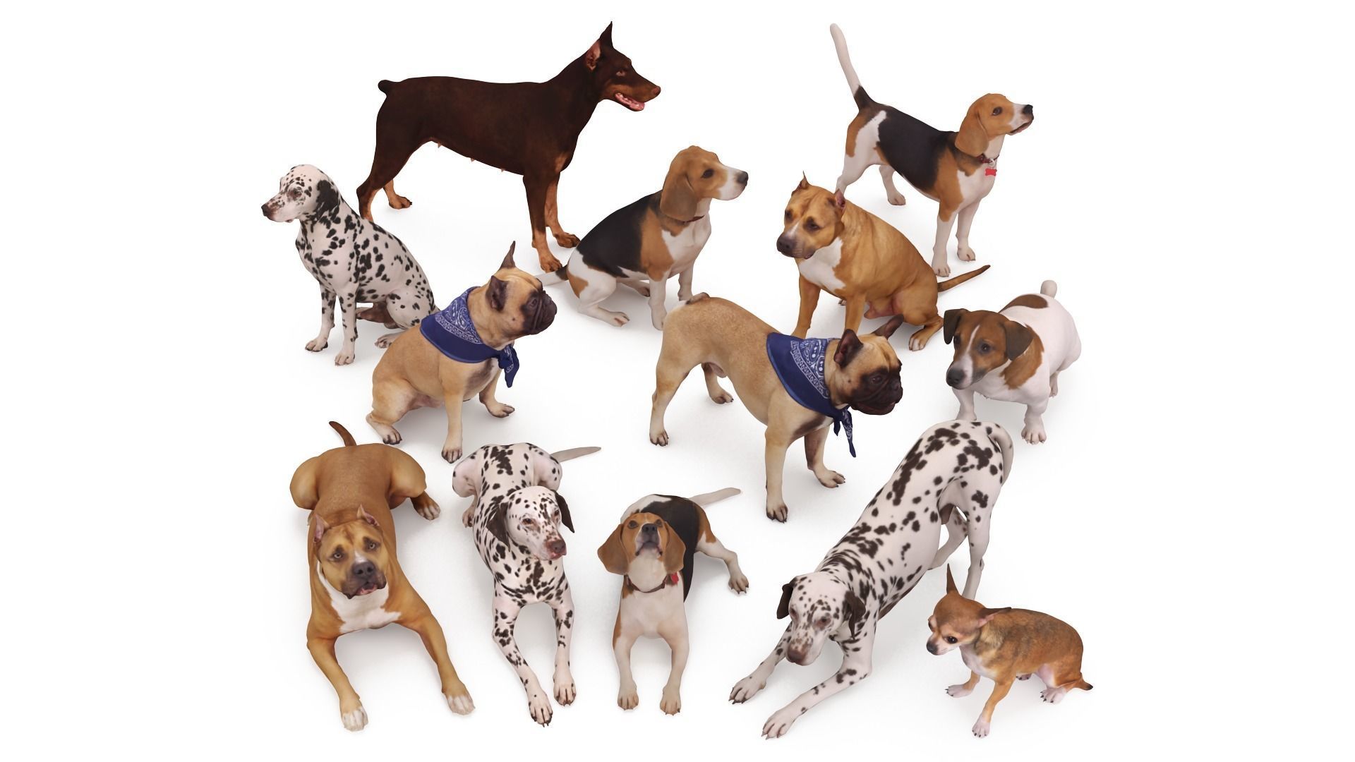 Scanned Dog Collection x13 _0